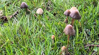 Liberty Caps (Psilocybe Semilanceata) 2023