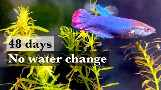 Mini Betta Tank ep9: 48 days without water change