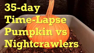 Pumpkin vs African Nightcrawler 35-day Time-Lapse FAST - worm farm vermicompost