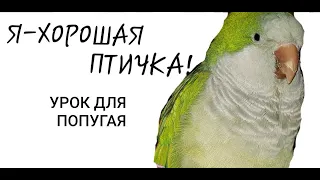 Я -- ХОРОШАЯ ПТИЧКА!  УРОК ДЛЯ ОБУЧЕНИЯ ПОПУГАЯ ГОВОРИТЬ.