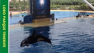 #LoroParqueTenerife #Tenerife LORO PARQUE TENERIFE || ORKA SHOW