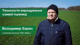 Володимир Баран, головний агроном ТОВ «Маяк», — про технологію вирощування озимої пшениці