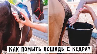 Как мыть лошадь? VLOG / Уход за лошадьми