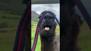 Alpaca try not to laugh challenge 😂 (Impossible) #funny #alpaca #animal