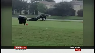 Large alligator seen walking across the golf course (USA) - BBC News - 15th November 2020