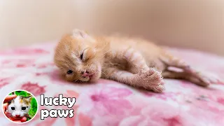 5-Day Old Kitten May Be Hugging Mother Cat For The Last Time ( newborn kittens meowing )