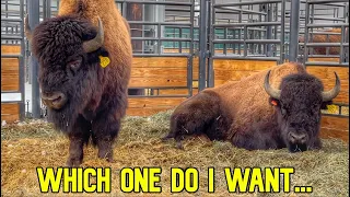 There's More To Know On These Bison! Judges Weigh In!