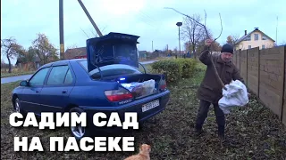 Садим сад на пасеке