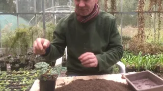 How to grow on cyclamen seedlings