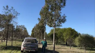 Growing a forest in a desert
