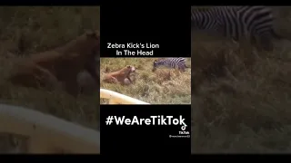 Zebra kicks lion in the head