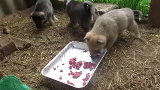 Щенки напали на мясо