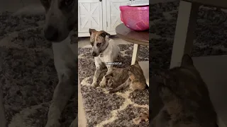 Get Your Tail Off Me! By RxCKSTxR Comedy Voiceover!