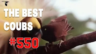 Best COUB #550 - HOT WEEKS VIDEOS