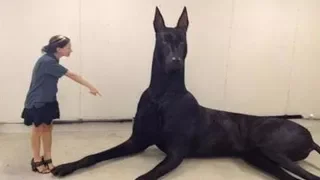 4 you - Funniest Great Dane Videos #3