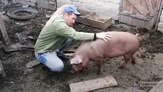 🐖ДЮРКИ НА ПРОГУЛКЕ🐖ПРИЕХАЛ САНЯ ЛПХ Свиньи🐷