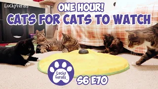 Cats For Cats To Watch - ONE HOUR! - Cat Videos * Cats Playing * Entertainment For Cats - S6 E70