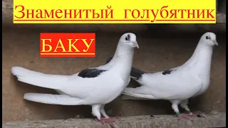 Бакинские голуби Наримана в Баку Новханы!