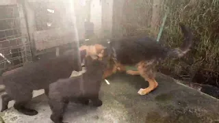 @doggytravels4451 A DAY IN THE LIFE OF PETS#blackshepherd #germanshepherd #cute#viraldogsvideos