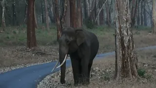 #wildlifephotography Nagarahole Forest  Safari -Elephant attack