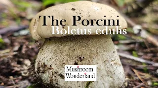 Porcini Mushrooms- Boletus edulis Forage and Cook