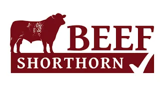 Beef Shorthorn Judging at United Auctions Stirling 4th February 2024