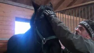 Equine Cranial Sacral Therapy--Head Shaking Syndrome