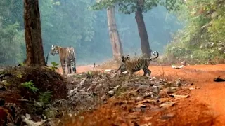 ve you ever been on a Jungle Safari in India? This video was shot in the famous Tadoba Tiger reserve