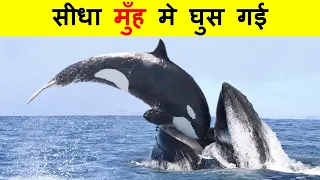 KILLER WHALES का हमला इतना खतरनाक क्यों होता है ? WHY KILLER WHALES ATTACK IS SO DANGEROUS ?