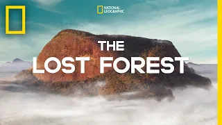 Rediscovering the Lost Forest | Mount Lico's Hidden Ecological Gem | National Geographic