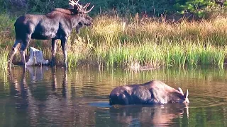 Bull moose courting Cow