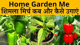 घर पर गमले में शिमला मिर्च कब और कैसे उगाएं और देखभाल कैसे करें | Shimla Mirch Plant Care In Hindi