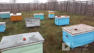 Объединение слабых пчелиных семей перед зимовкой.