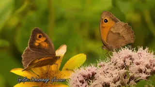 Schmetterlinge in unserem Garten 2016 2020