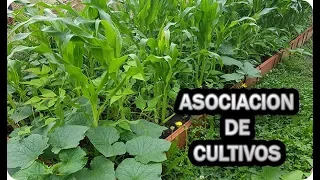 Asociacion Precolombina o Milpa - Maíz Judías Calabazas || La Huertina De Toni