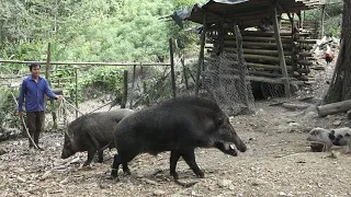 The return of the boar. Robert | Green forest life