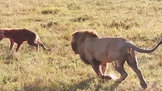 king olobor ...lion vs  40 hyenas fight to death! rare killing