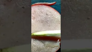 Hotdog meat under the microscope! This is what bad science looks like!