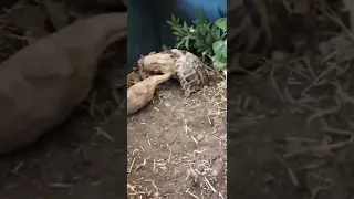 tortoise making love to a log