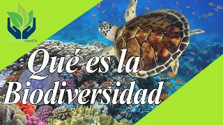 Biodiversidad: qué es y por qué es Vital