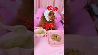 🐶 Cute puppy Funny  Cute Dog Pomeranian 😍 #FunnyPuppytiktok # 243