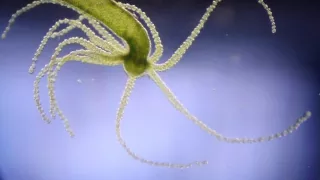 Absurd Creatures | Hail Hydra, the Incredible Critter That May Be Immortal