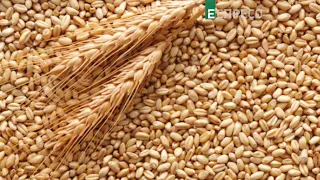 Не хочуть під санкції: Росія не може продати викрадене українське зерно, - нардеп Соломчук