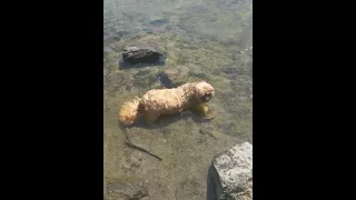 Moxie in the water