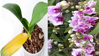 Urgently Do this ! branches will grow instantly and Orchid flowers bloom nonstop for all seasons.