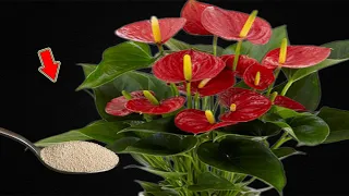 I Sprinkle 1 Spoon! Suddenly, Anthurium Bloomed Like Never Before