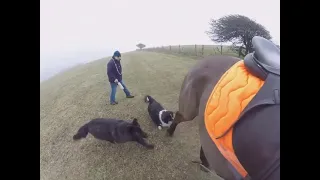 OUT OF CONTROL DOGS LEAVE HORSE DISTRESSED