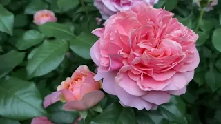 Из 500 роз, какие ПЯТЬ я бы выбрала для сада!