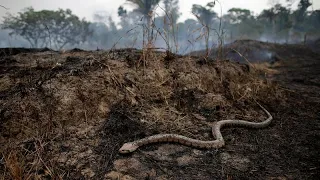 Лесные пожары "сжирают" планету