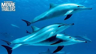 Disneynature's Dolphins | Make a splash with new trailer